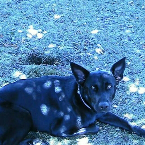 Meet your Posher, Brandie - Picture 3 of 4