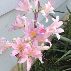 Meet your Posher, Debra