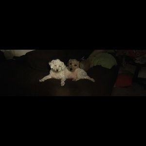 Meet your Posher, Grace