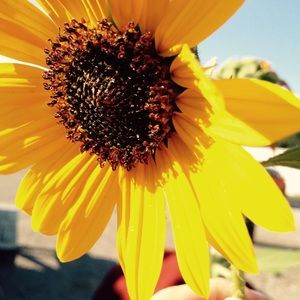 Meet your Posher, Hannah