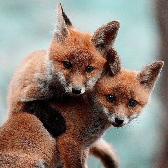 Meet your Posher, Bradley - Picture 1 of 1