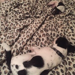 Meet your Posher, Dashawn