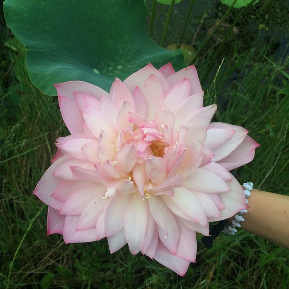 Meet your Posher, Kara - Picture 1 of 1