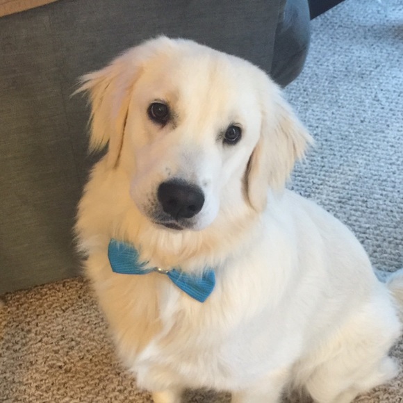 Meet your Posher, Tracey