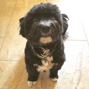 Meet your Posher, Johnna