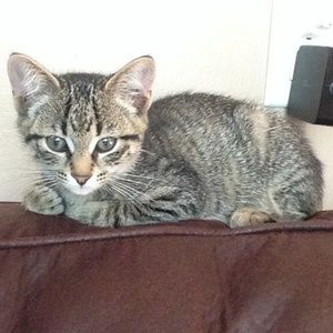 Meet your Posher, Love