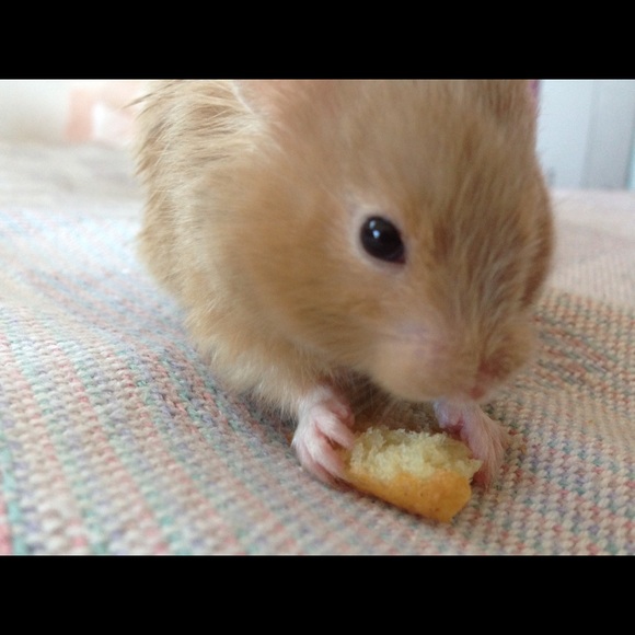 Meet your Posher, Elle