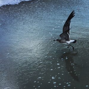 Meet your Posher, Maddie