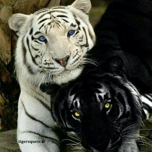 Meet your Posher, Suzanne