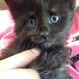 Meet your Posher, Naomi