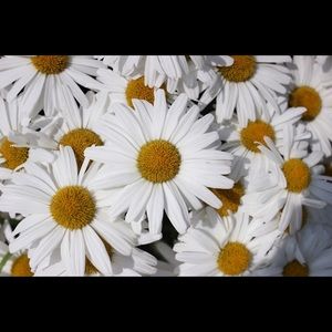 Meet your Posher, Jena