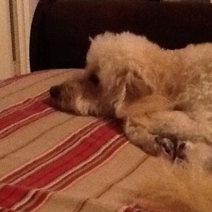 Meet your Posher, Patricia