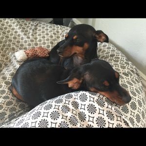 Meet your Posher, Robyn