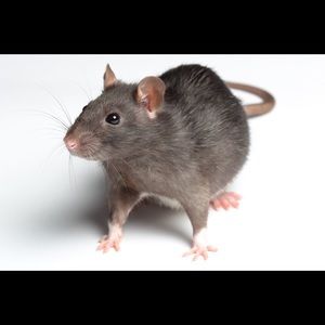 Meet your Posher, Paul