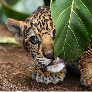 Meet your Posher, Queen