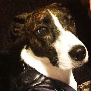 Meet your Posher, Pam