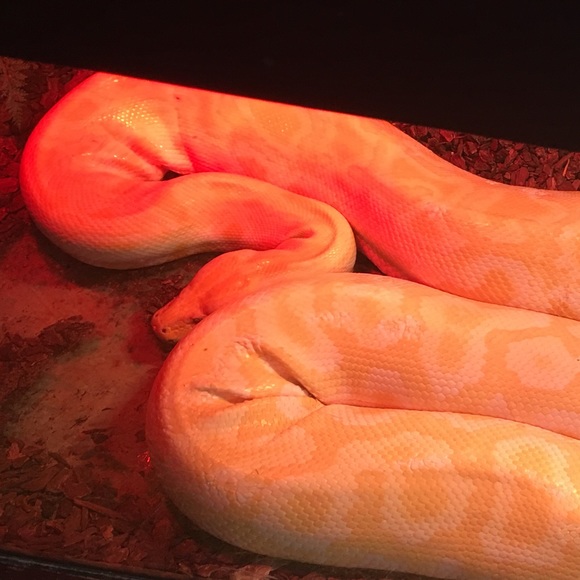 Meet your Posher, Nyrcia - Picture 1 of 1