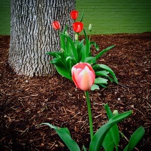 Meet your Posher, Pam