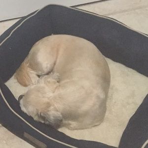 Meet your Posher, Sasha