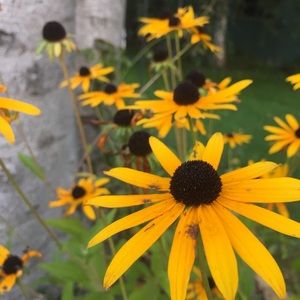 Meet your Posher, Cc