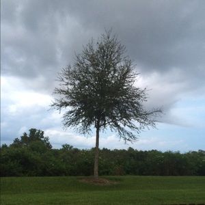 Meet your Posher, Limary