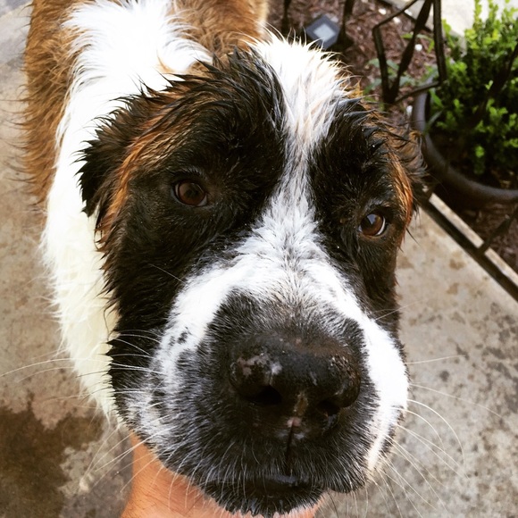 Meet your Posher, Melaney - Picture 1 of 1