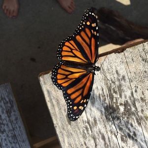 Meet your Posher, Lisa