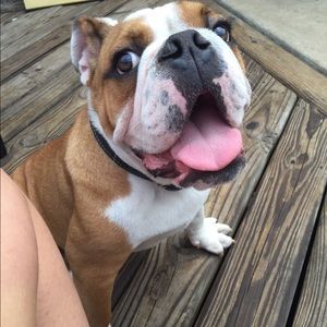 Meet your Posher, Abby