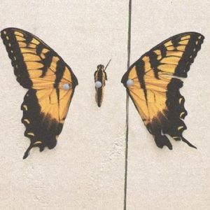 Meet your Posher, Diana