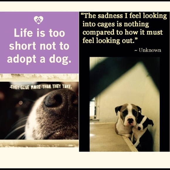 LOVE MY PUPS❤️ - Picture 3 of 4