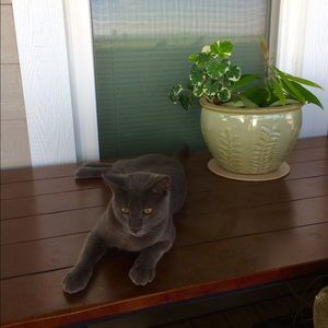 Meet your Posher, Ginger