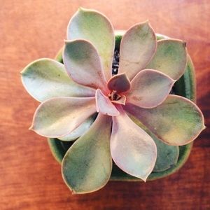 Meet your Posher, Abby