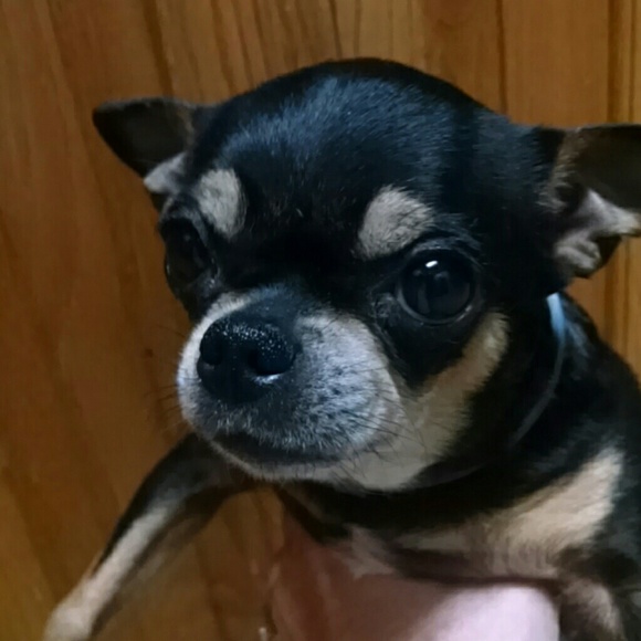 Phoebe