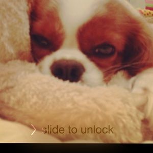 Meet your Posher, Annie