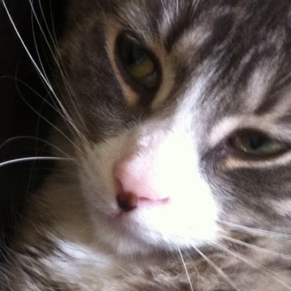 Meet your Posher, Sheila - Picture 1 of 1