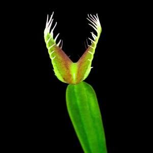 Meet your Posher, Alan