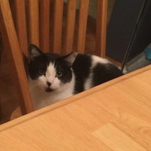 Meet your Posher, Pete