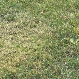 Meet your Posher, Irene