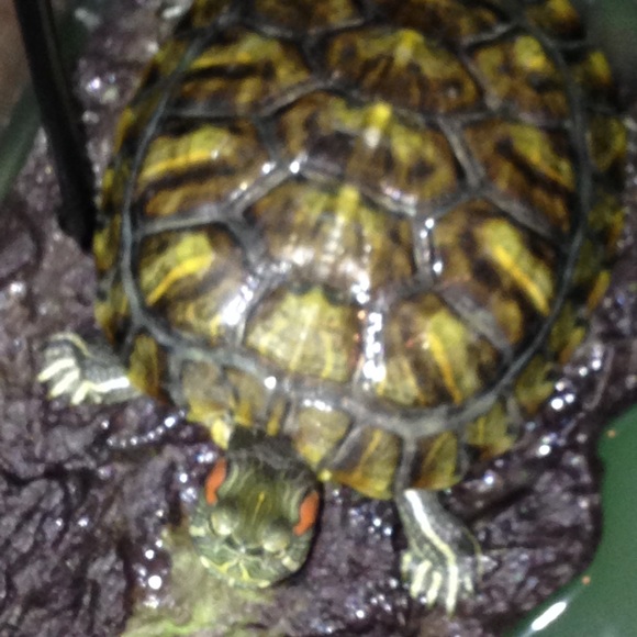 Our Menagerie :) - Picture 3 of 3