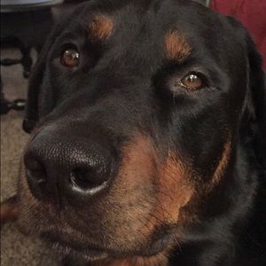 Meet your Posher, Diana