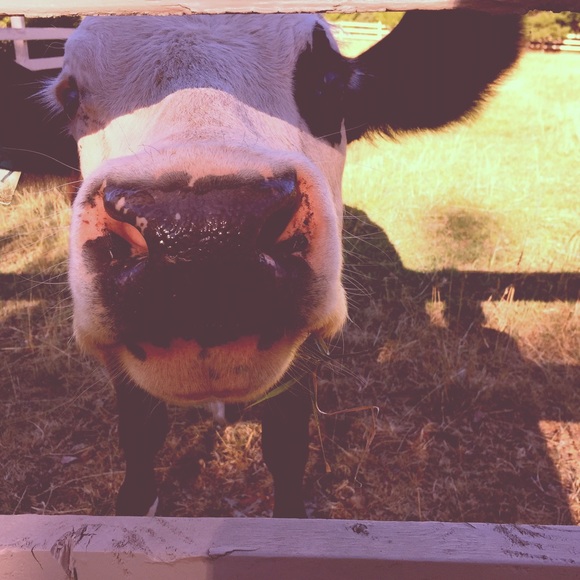 Meet your Posher, Tabitha - Picture 1 of 1