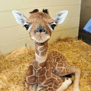 Meet your Posher, Thomas