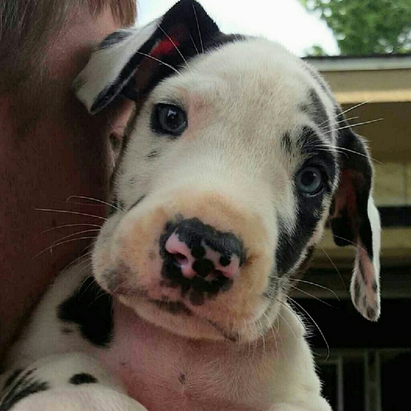 Meet your Posher, Haley - Picture 1 of 1