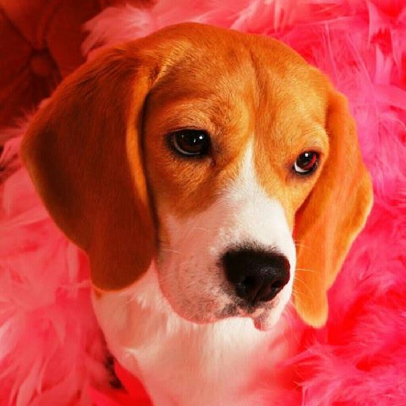 Meet your Posher, Kris - Picture 2 of 4