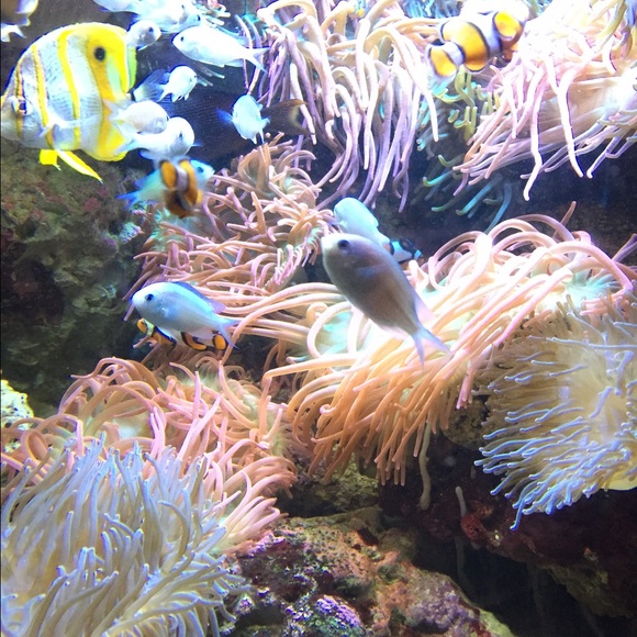 Meet your Posher, Faith