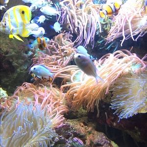 Meet your Posher, Faith