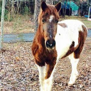 Meet your Posher, Jamie