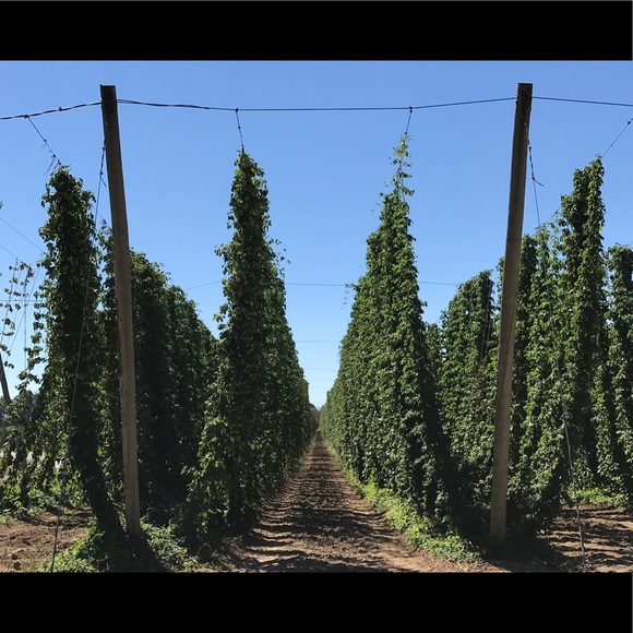 Meet your Posher, Nicole - Picture 4 of 8