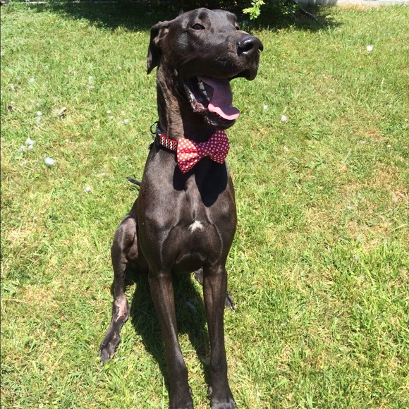 Meet your Posher, Sarah - Picture 3 of 4