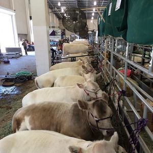 Meet your Posher, Lisaandmyles